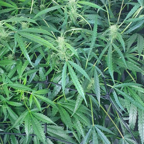 Auto Pineapple Candy growlog timeline photo