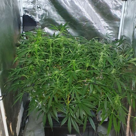 Auto Purple Candy growlog timeline photo