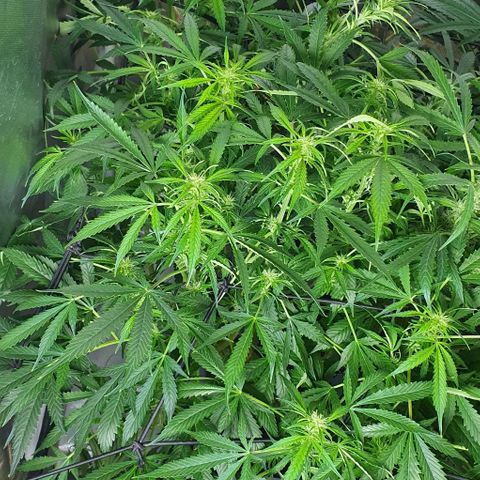Auto Purple Candy growlog timeline photo