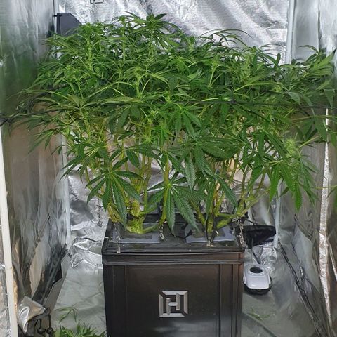 Auto Purple Candy growlog timeline photo