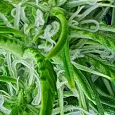 Auto Purple Candy growlog timeline photo