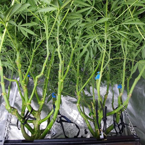 Auto Purple Candy growlog timeline photo