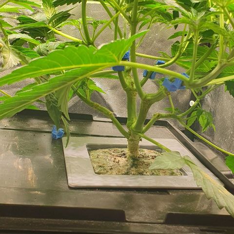 Auto Citrus Skunk growlog timeline photo