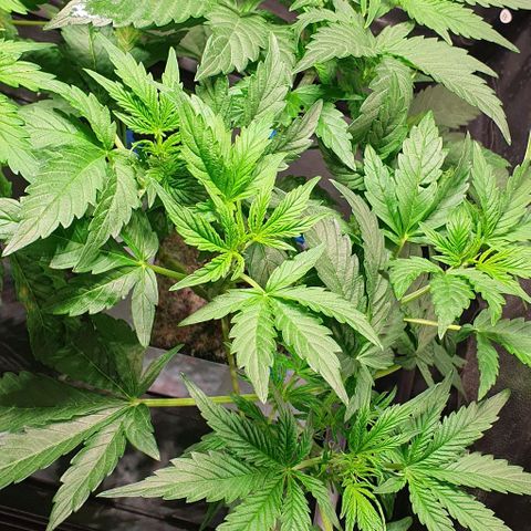 Auto Citrus Skunk growlog timeline photo