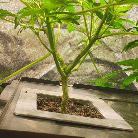 Auto Citrus Skunk growlog timeline photo