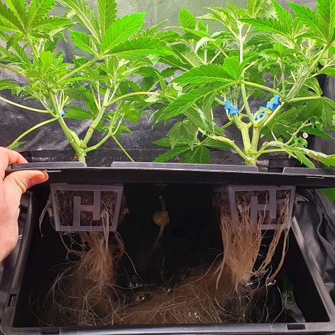 Auto Citrus Skunk growlog timeline photo