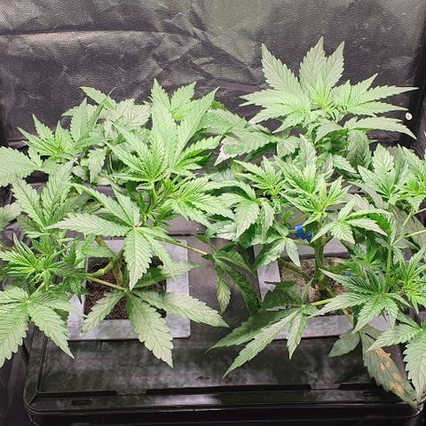 Auto Citrus Skunk growlog timeline photo