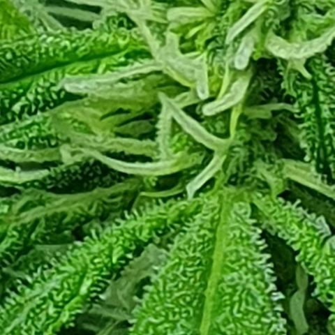 Auto Pineapple Candy growlog timeline photo