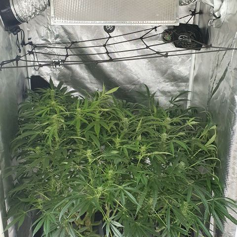 Auto Pineapple Candy growlog timeline photo