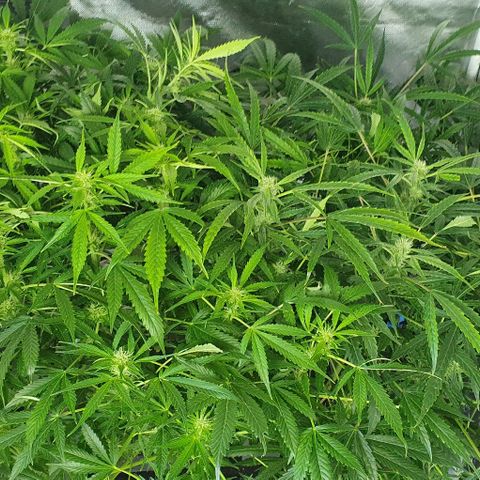 Auto Pineapple Candy growlog timeline photo