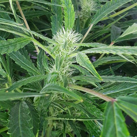 Auto Pineapple Candy growlog timeline photo