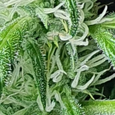 Auto Pineapple Candy growlog timeline photo