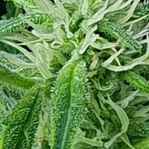 Auto Pineapple Candy growlog timeline photo