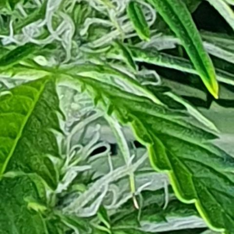 Auto Purple Candy growlog timeline photo