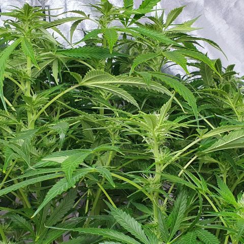 Auto Purple Candy growlog timeline photo