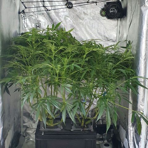 Auto Purple Candy growlog timeline photo