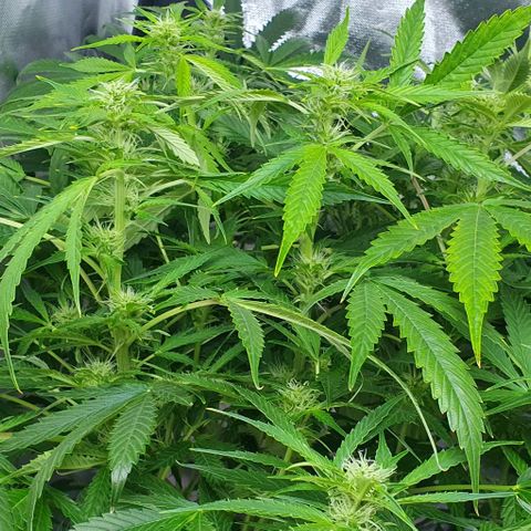 Auto Purple Candy growlog timeline photo