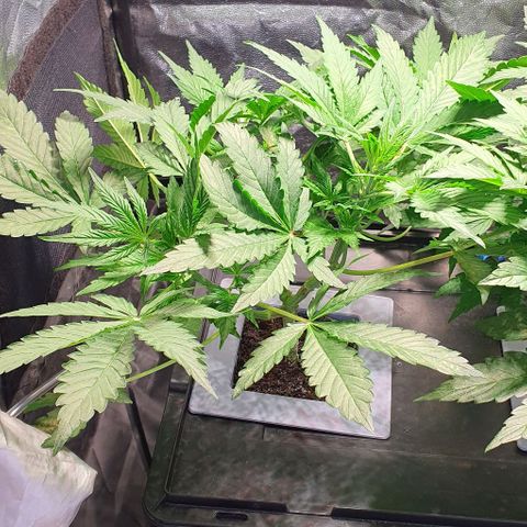 Auto Citrus Skunk growlog timeline photo