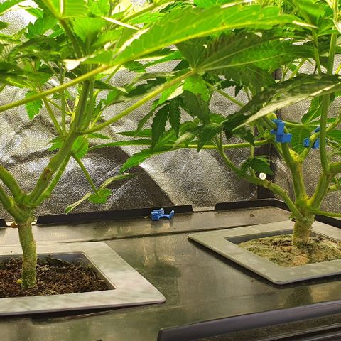 Auto Citrus Skunk growlog timeline photo