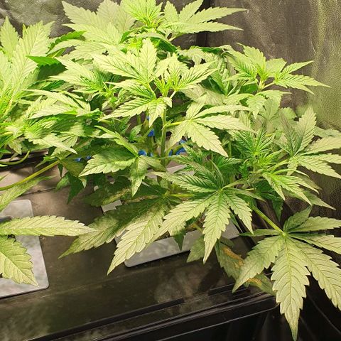 Auto Citrus Skunk growlog timeline photo