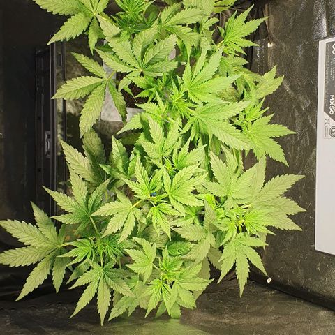 Auto Citrus Skunk growlog timeline photo