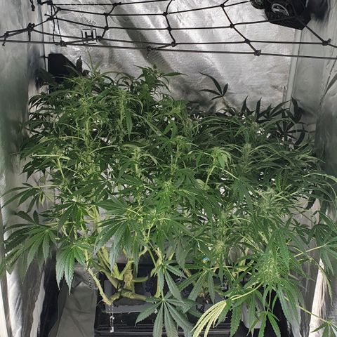 Auto Pineapple Candy growlog timeline photo