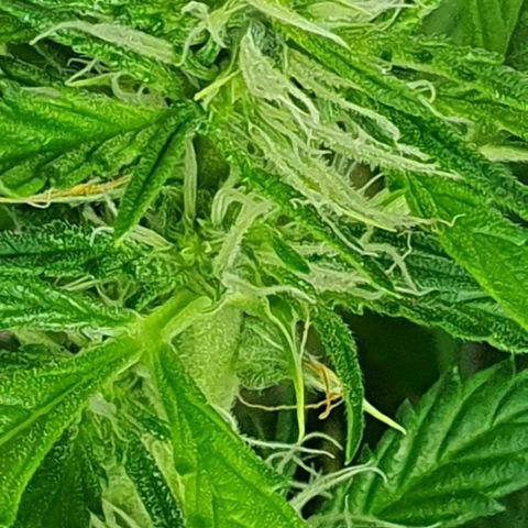 Auto Pineapple Candy growlog timeline photo