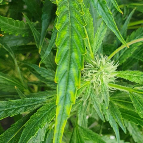 Auto Pineapple Candy growlog timeline photo
