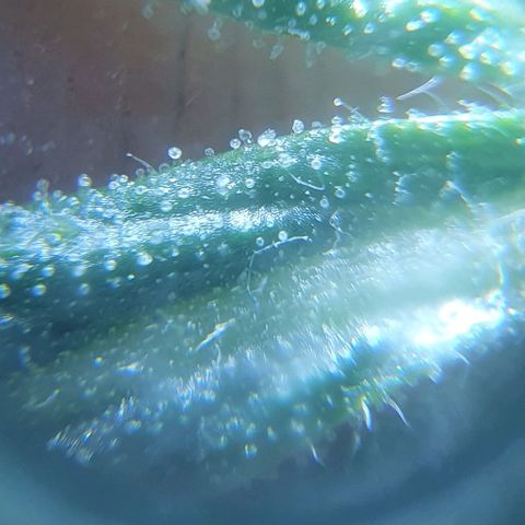 Auto Pineapple Candy growlog timeline photo