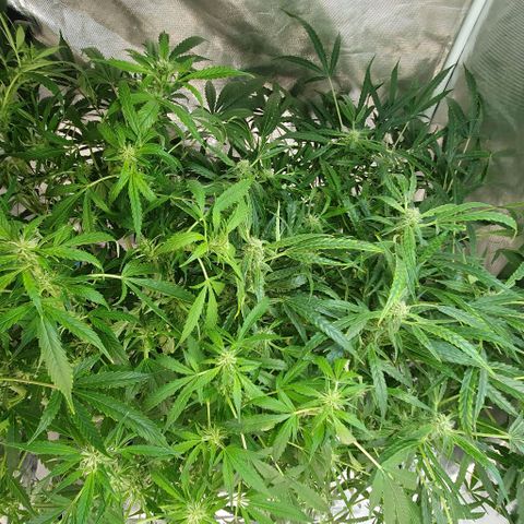 Auto Purple Candy growlog timeline photo