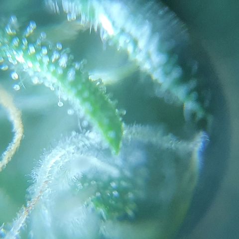 Auto Pineapple Candy growlog timeline photo