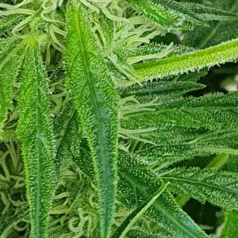 Auto Pineapple Candy growlog timeline photo