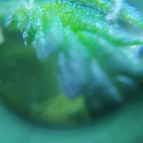 Auto Purple Candy growlog timeline photo