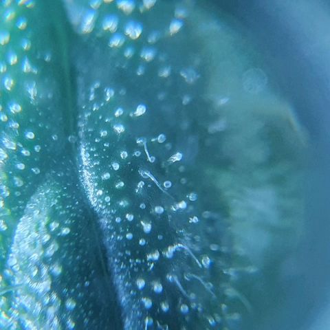 Auto Pineapple Candy growlog timeline photo