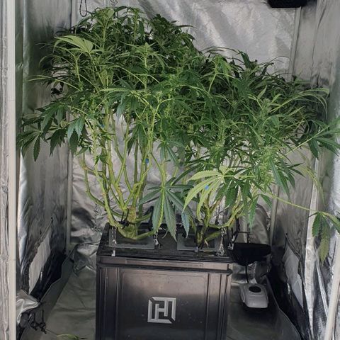 Auto Purple Candy growlog timeline photo