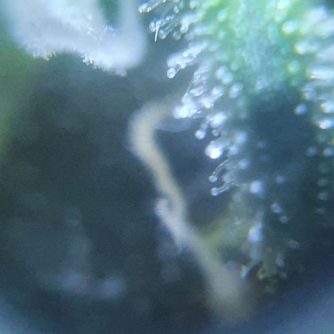 Auto Pineapple Candy growlog timeline photo