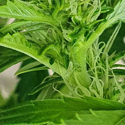 Auto Purple Candy growlog timeline photo