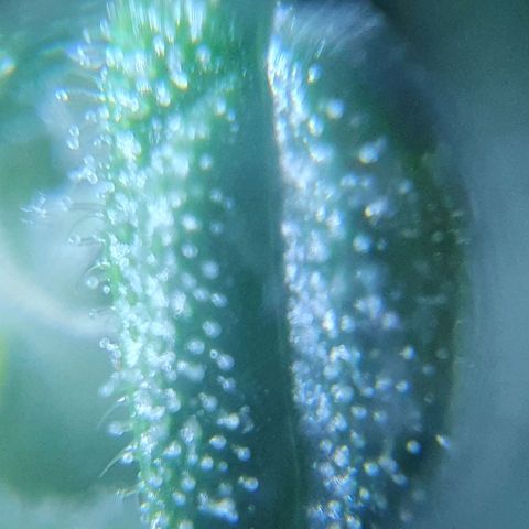 Auto Pineapple Candy growlog timeline photo