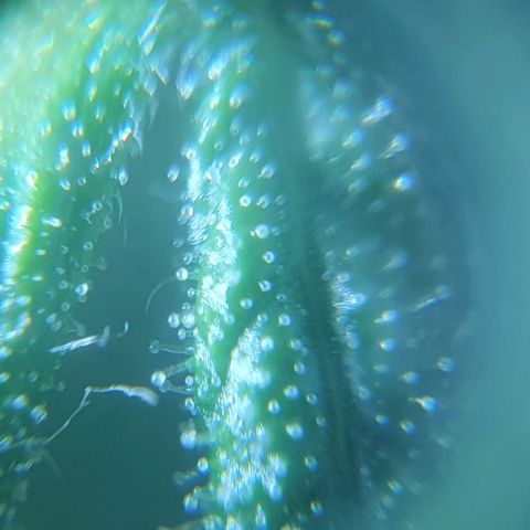 Auto Pineapple Candy growlog timeline photo