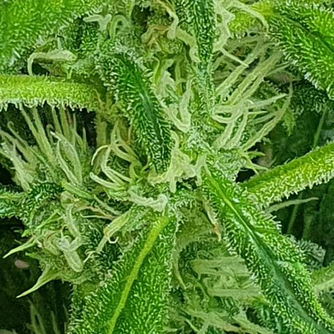 Auto Pineapple Candy growlog timeline photo