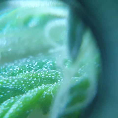 Auto Purple Candy growlog timeline photo