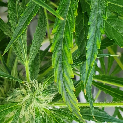 Auto Pineapple Candy growlog timeline photo
