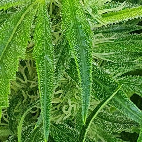 Auto Pineapple Candy growlog timeline photo