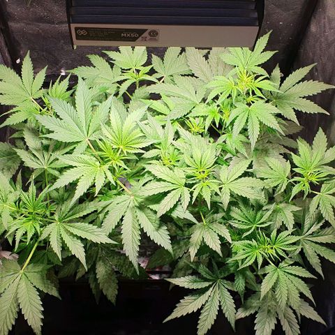 Auto Citrus Skunk growlog timeline photo
