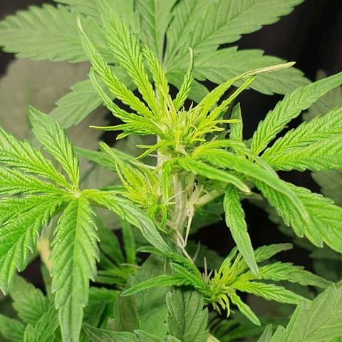 Auto Citrus Skunk growlog timeline photo