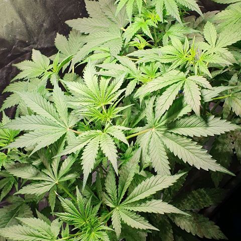 Auto Citrus Skunk growlog timeline photo