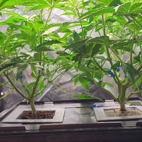 Auto Citrus Skunk growlog timeline photo