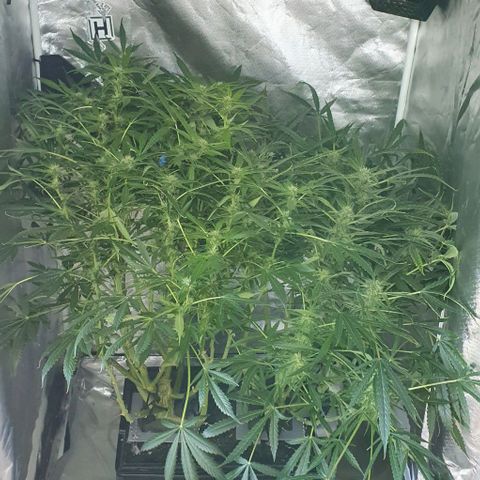 Auto Pineapple Candy growlog timeline photo