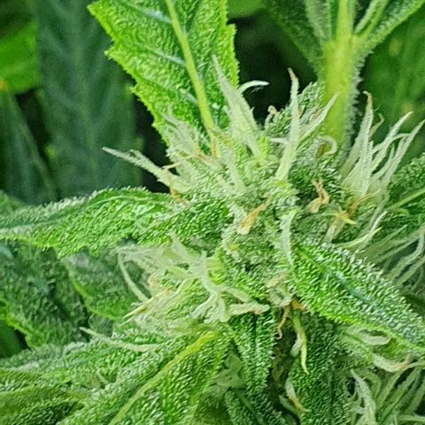 Auto Pineapple Candy growlog timeline photo