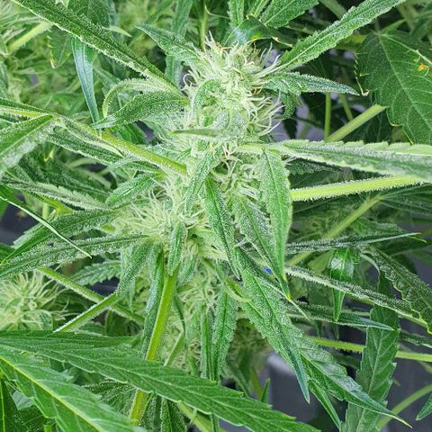 Auto Pineapple Candy growlog timeline photo